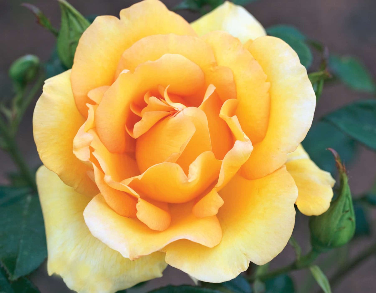 Rose - Gold Struck