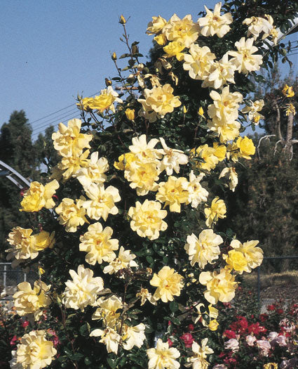 Rose - Golden Showers