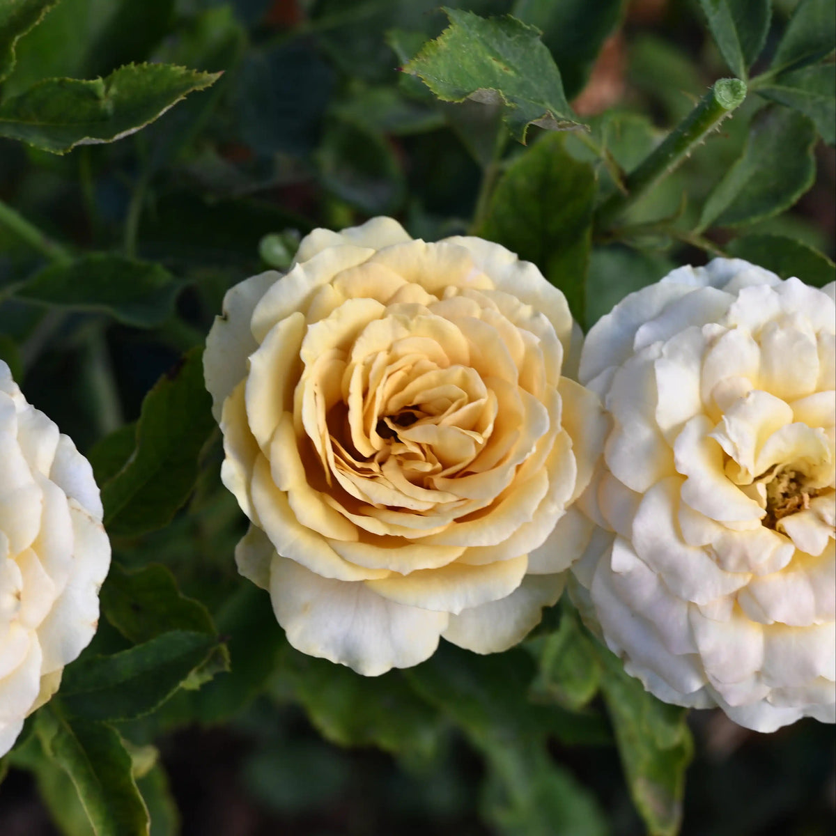 Rose - Golden Mustard