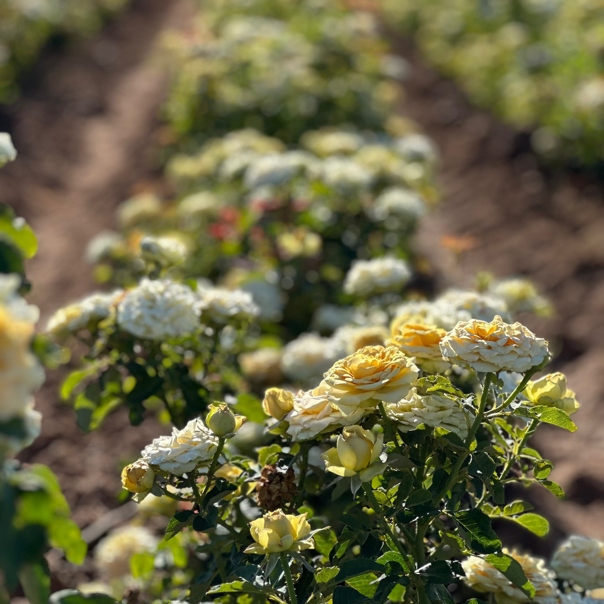 Rose - Golden Mustard