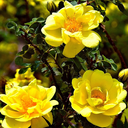 Rose - Golden Showers