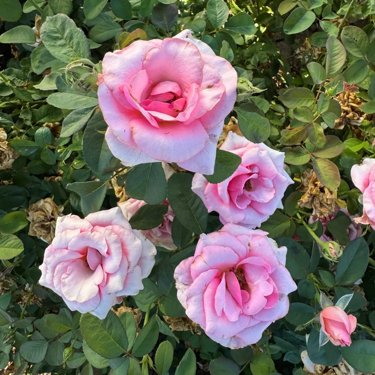 Rose - Graceful