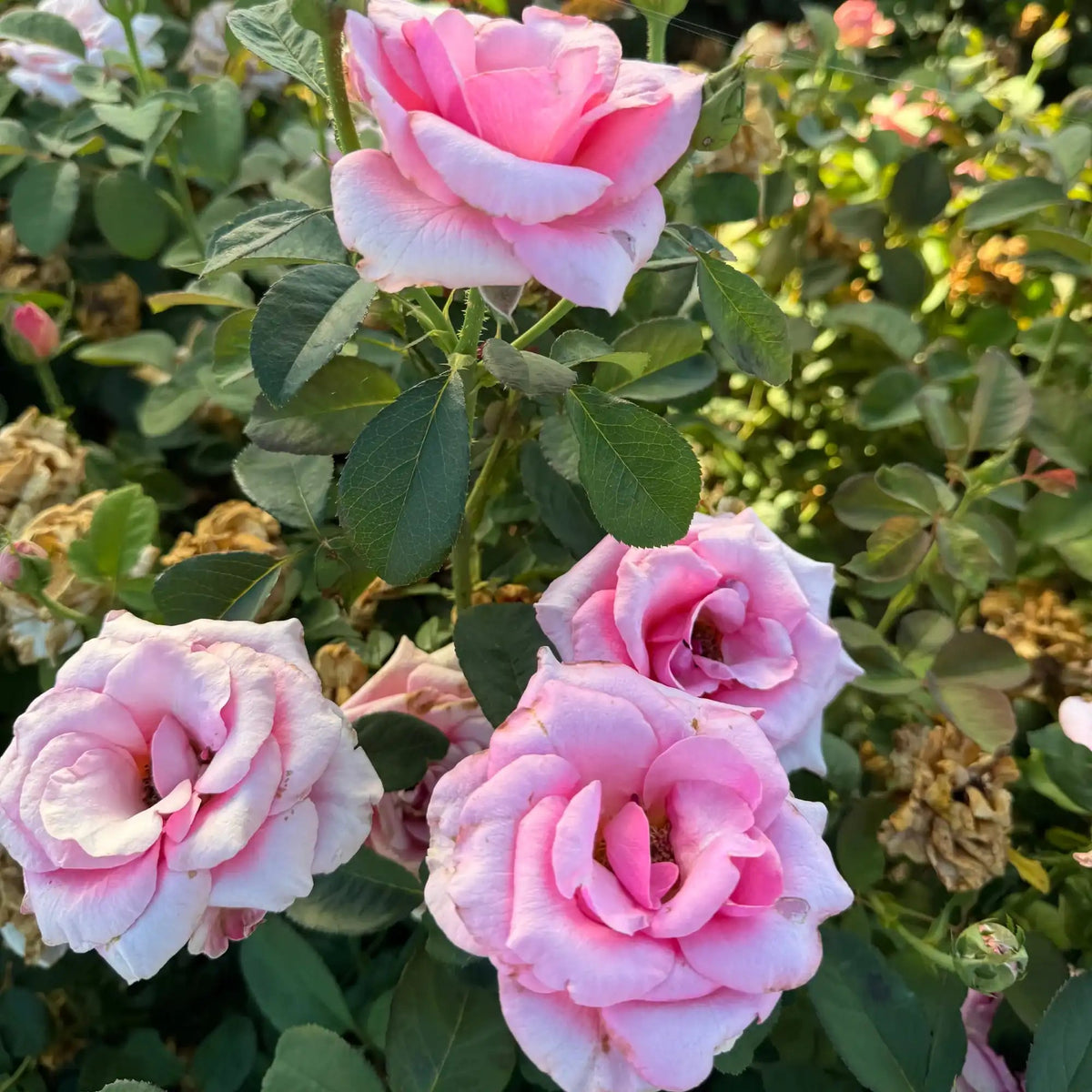 Rose - Graceful