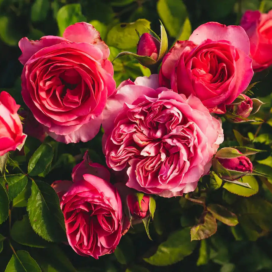 Rose - Graceful