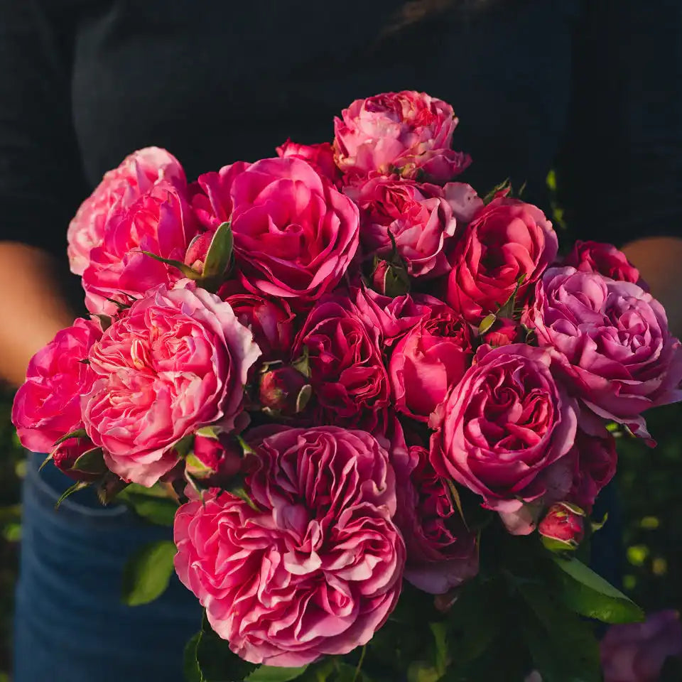 Rose - Graceful
