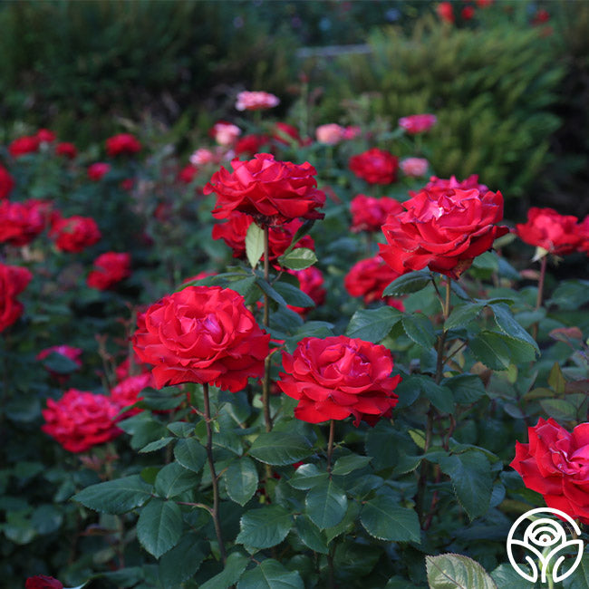 Rose - Eleganza Grande Amore