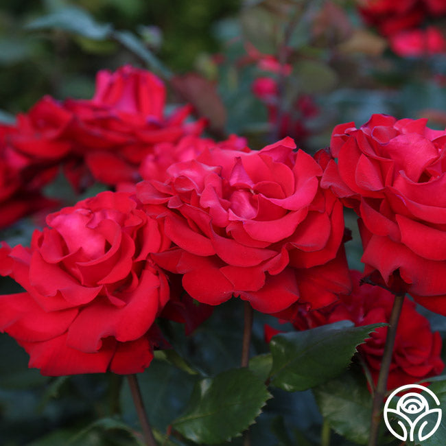 Rose - Eleganza Grande Amore