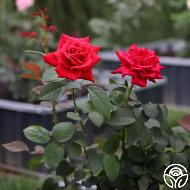 Rose - Eleganza Grande Amore