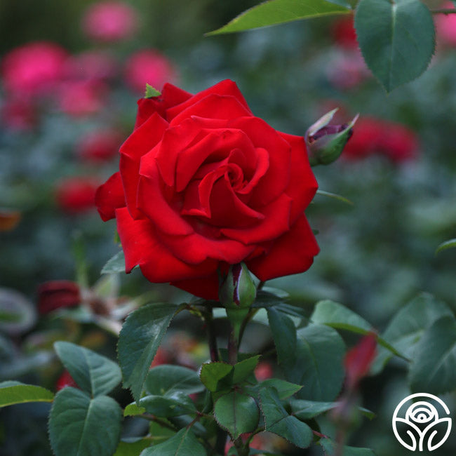 Rose - Eleganza Grande Amore
