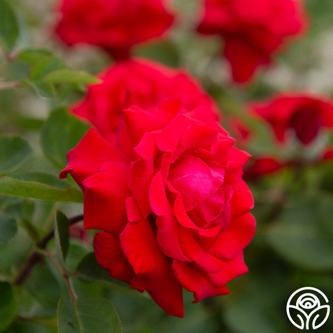 Rose - Eleganza Grande Amore