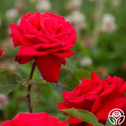 Rose - Eleganza Grande Amore