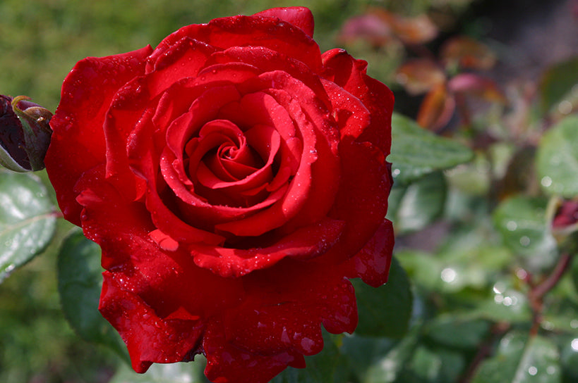 Rose - Eleganza Grande Amore