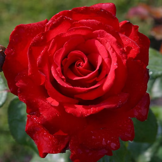 Rose - Eleganza Grande Amore