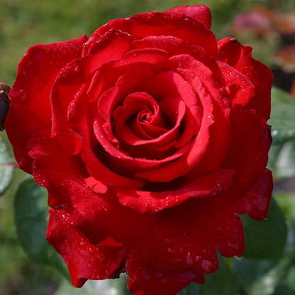 Rose - Eleganza Grande Amore