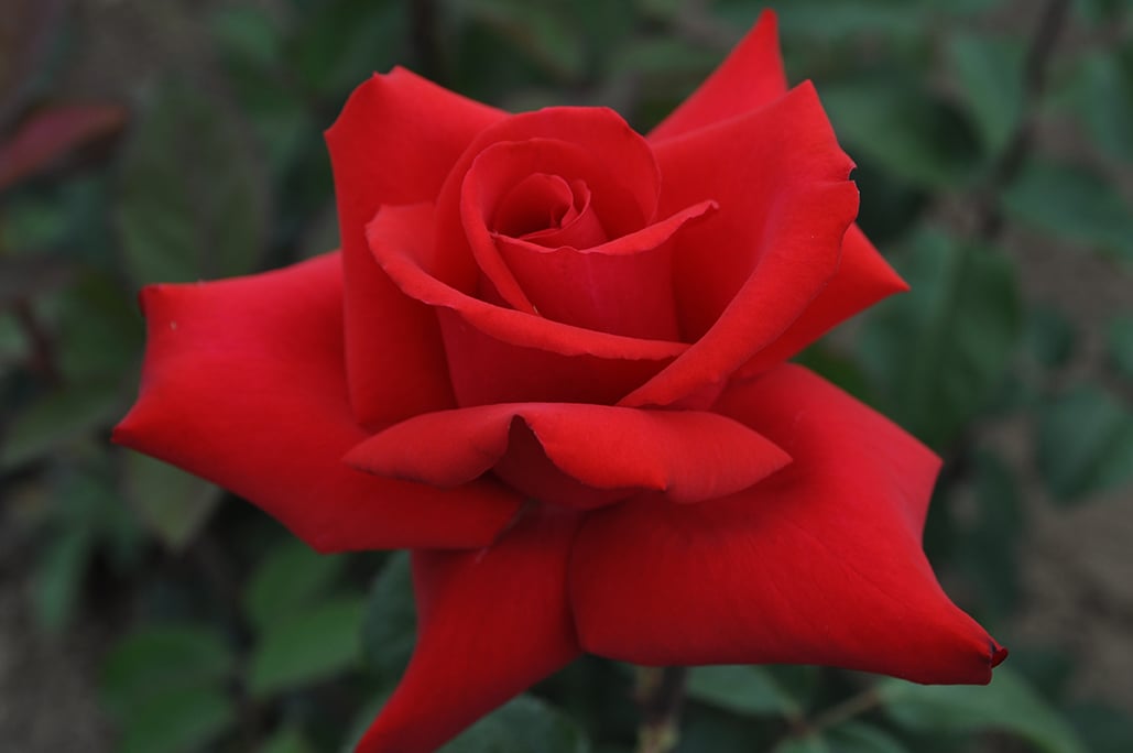 Rose - Eleganza Grande Amore