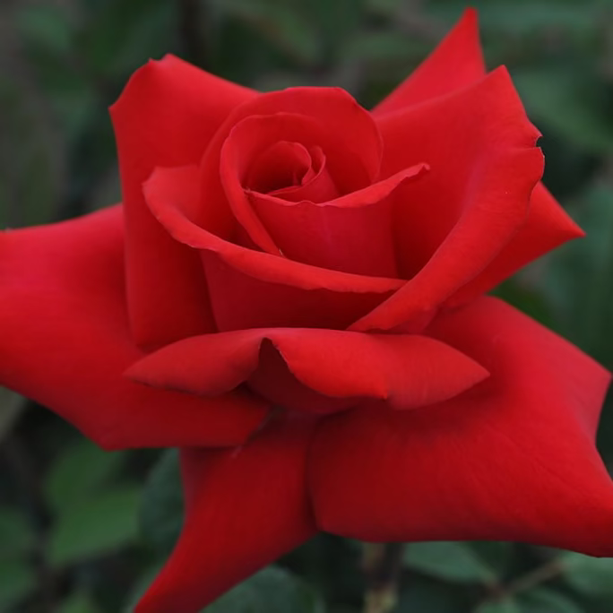 Rose - Eleganza Grande Amore