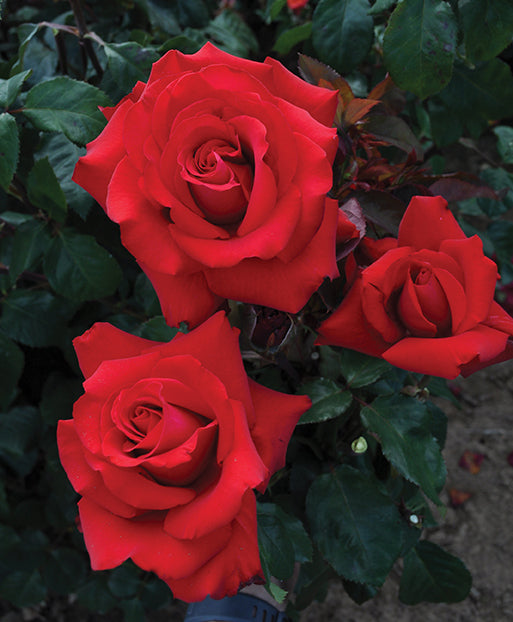 Rose - Eleganza Grande Amore