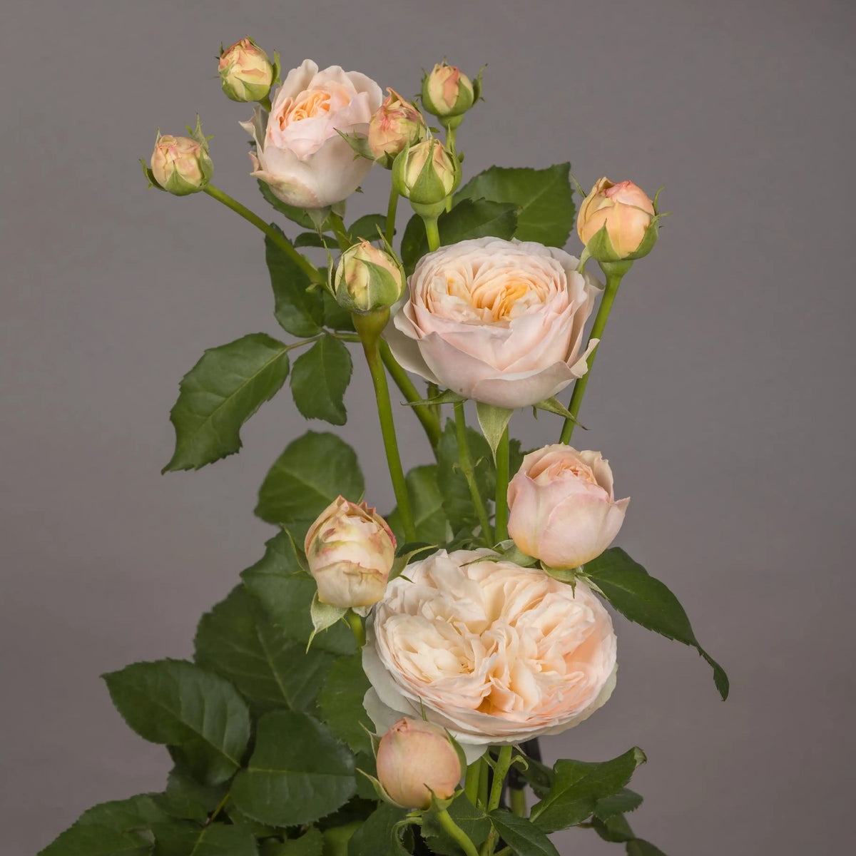 Rose - Grandma's Finest Romy