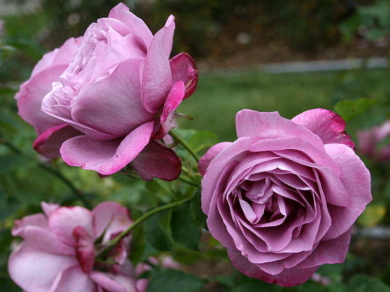 Rose - Heirloom - Hybrid Tea
