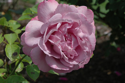 Rose - Heirloom - Hybrid Tea