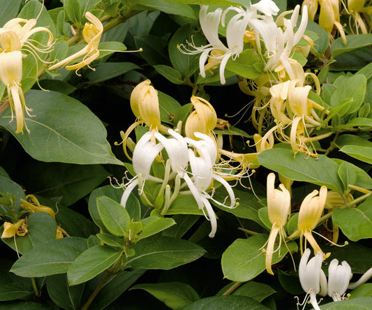 Honeysuckle - Halliana