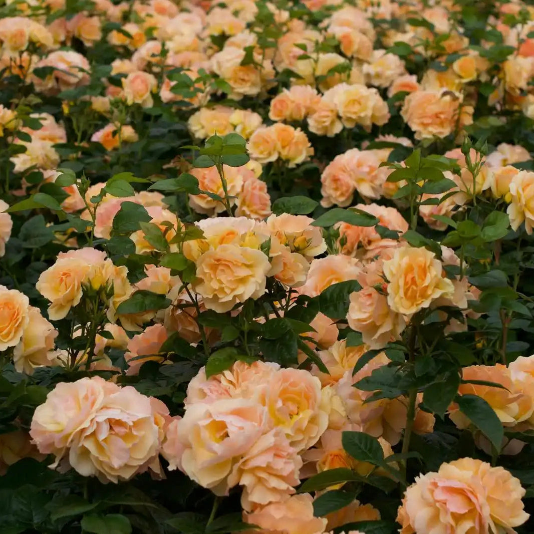 Rose - Hansestadt Rostock