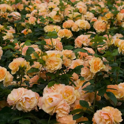 Rose - Hansestadt Rostock