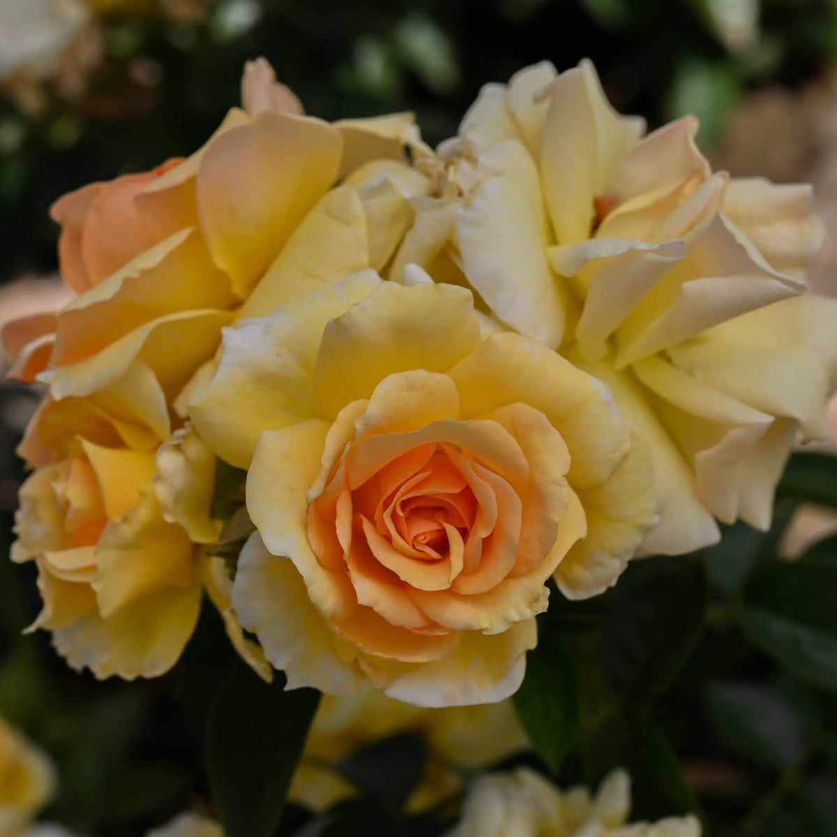 Rose - Hansestadt Rostock