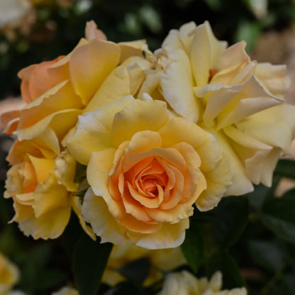 Rose - Hansestadt Rostock