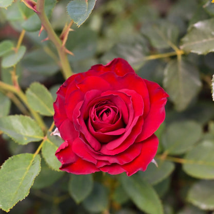 Garden Rose - Hearts Rose Bush