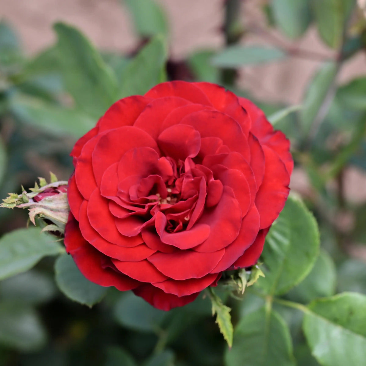 Garden Rose - Hearts Rose Bush