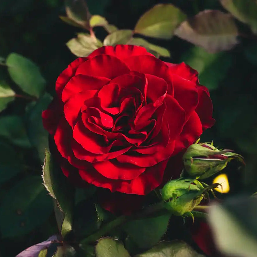 Garden Rose - Hearts Rose Bush