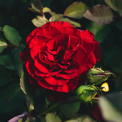 Garden Rose - Hearts Rose Bush