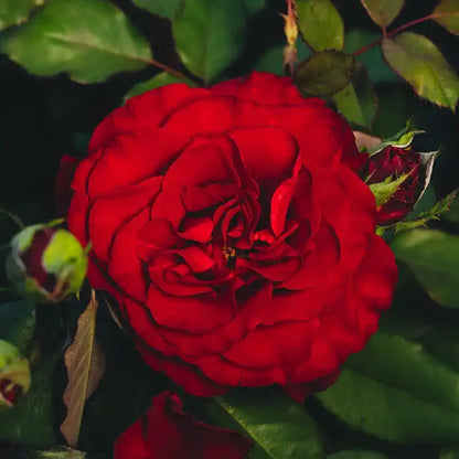 Garden Rose - Hearts Rose Bush