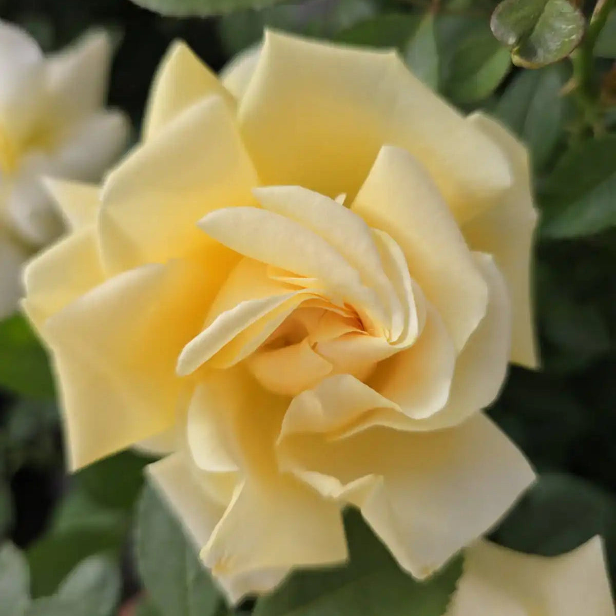 Rose - Holiday Island "Rarotonga"