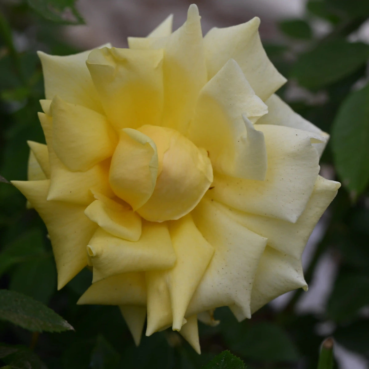 Rose - Holiday Island "Rarotonga"