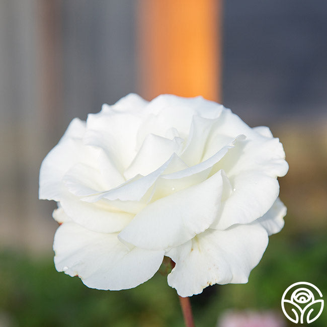Rose - Honor