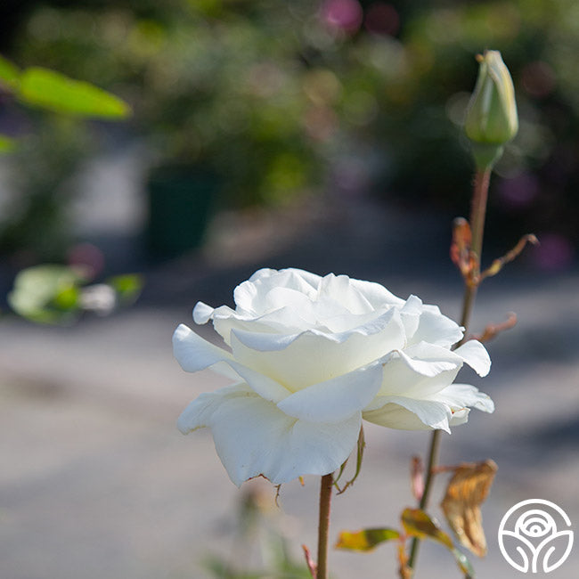 Rose - Honor