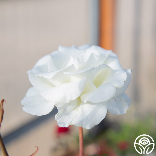 Rose - Honor