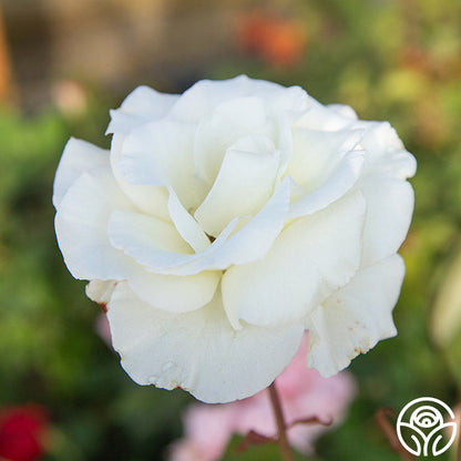Rose - Honor