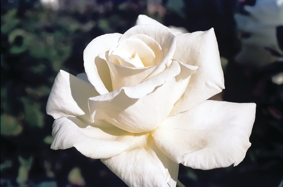 Rose - Honor