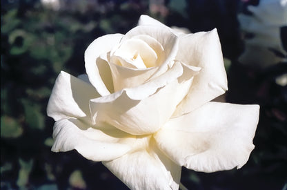 Rose - Honor