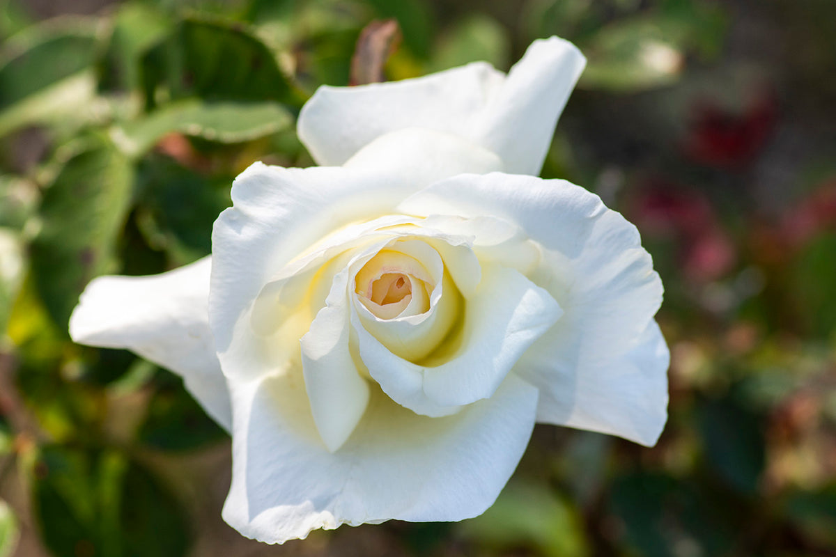 Rose - Honor