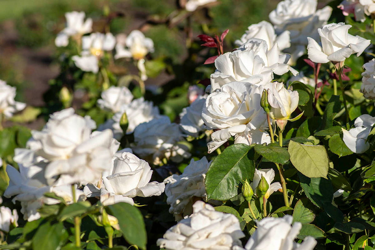 Rose - Honor