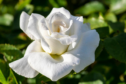 Rose - Honor