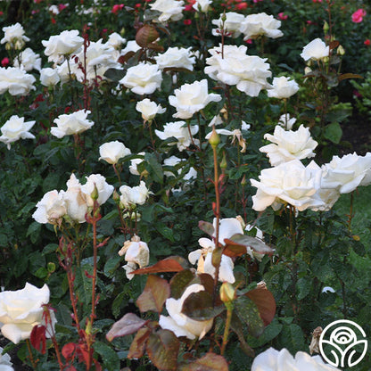 Rose - Honor