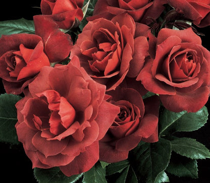 Rose - Hot Cocoa
