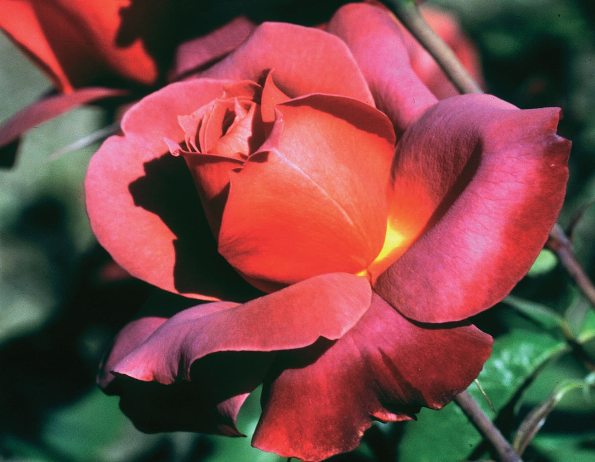 Rose - Hot Cocoa