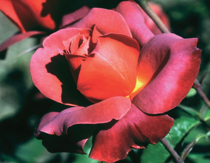 Rose - Hot Cocoa