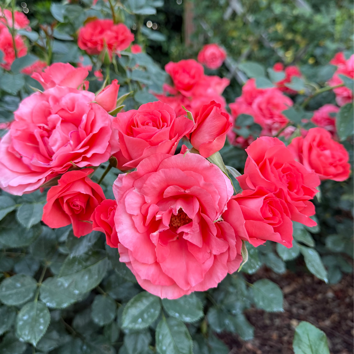 Rose - Marmalade Skies